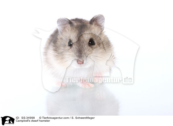 Campbell-Zwerghamster / Campbell's dwarf hamster / SS-34998