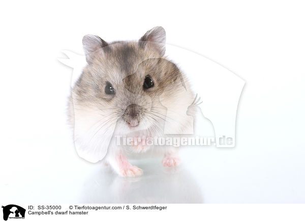 Campbell-Zwerghamster / Campbell's dwarf hamster / SS-35000