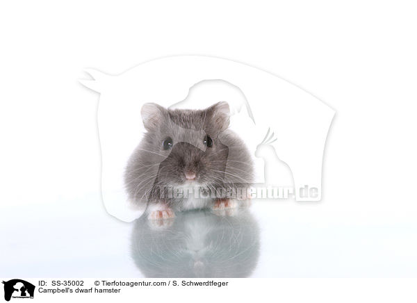 Campbell-Zwerghamster / Campbell's dwarf hamster / SS-35002