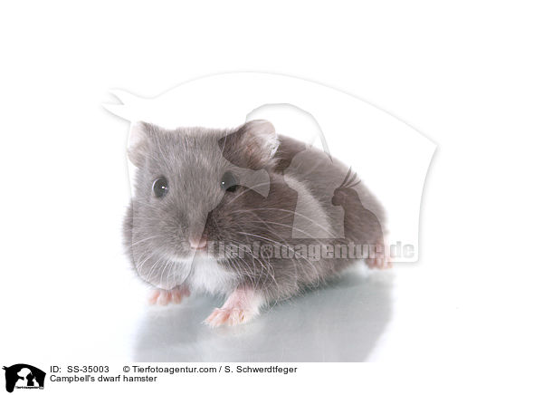Campbell-Zwerghamster / Campbell's dwarf hamster / SS-35003
