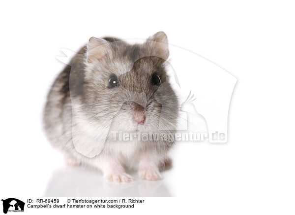 Campbell's dwarf hamster on white background / RR-69459