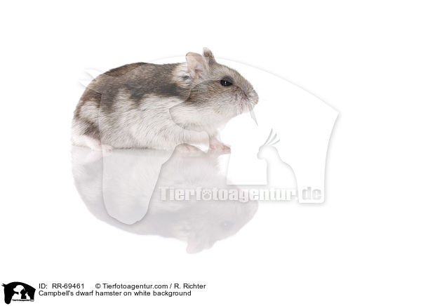 Campbell's dwarf hamster on white background / RR-69461
