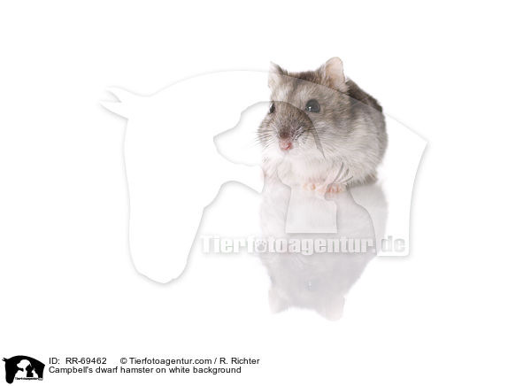 Campbell Zwerghamster  auf weiem Hintergrund / Campbell's dwarf hamster on white background / RR-69462