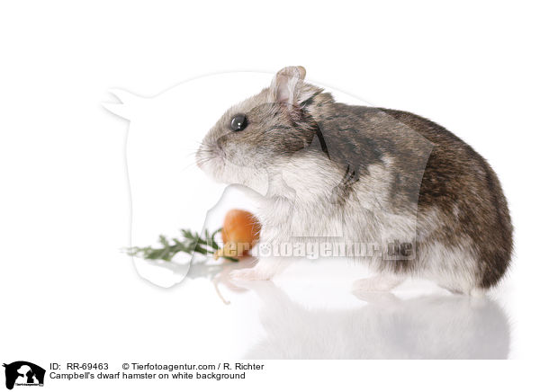 Campbell's dwarf hamster on white background / RR-69463