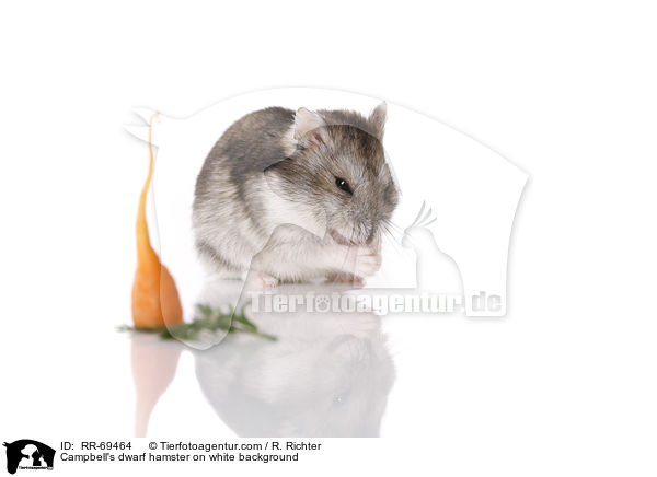 Campbell Zwerghamster  auf weiem Hintergrund / Campbell's dwarf hamster on white background / RR-69464