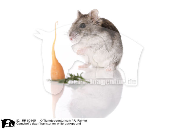 Campbell's dwarf hamster on white background / RR-69465