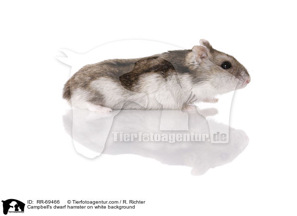 Campbell Zwerghamster  auf weiem Hintergrund / Campbell's dwarf hamster on white background / RR-69466