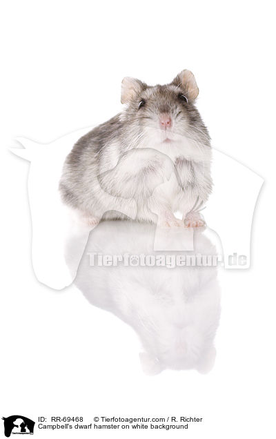 Campbell Zwerghamster  auf weiem Hintergrund / Campbell's dwarf hamster on white background / RR-69468
