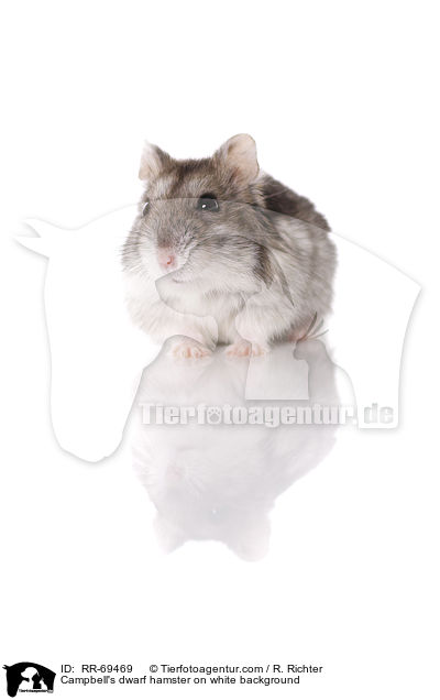 Campbell Zwerghamster  auf weiem Hintergrund / Campbell's dwarf hamster on white background / RR-69469