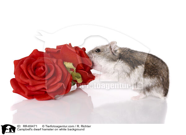 Campbell Zwerghamster  auf weiem Hintergrund / Campbell's dwarf hamster on white background / RR-69471