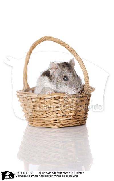 Campbell's dwarf hamster on white background / RR-69473