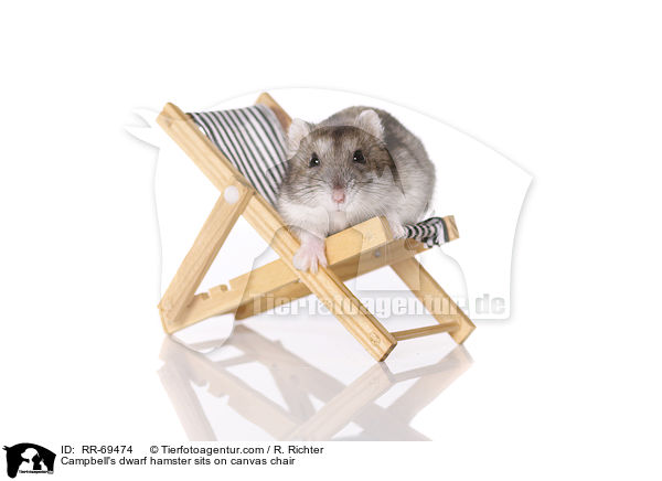 Campbell Zwerghamster  auf Liegestuhl / Campbell's dwarf hamster sits on canvas chair / RR-69474
