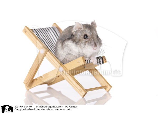 Campbell Zwerghamster  auf Liegestuhl / Campbell's dwarf hamster sits on canvas chair / RR-69476