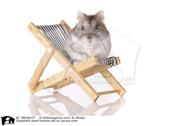 Campbell Zwerghamster  auf Liegestuhl / Campbell's dwarf hamster sits on canvas chair / RR-69477