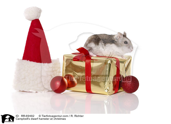 Campbell's dwarf hamster at christmas / RR-69482