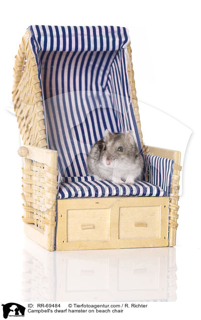 Campbell Zwerghamster sitzt im Strandkorb / Campbell's dwarf hamster on beach chair / RR-69484