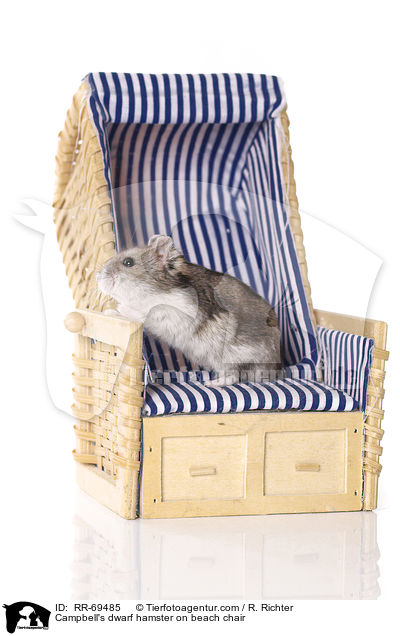 Campbell Zwerghamster sitzt im Strandkorb / Campbell's dwarf hamster on beach chair / RR-69485