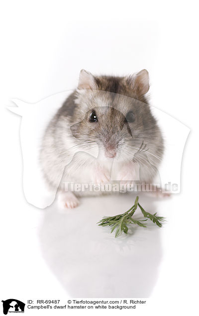Campbell's dwarf hamster on white background / RR-69487