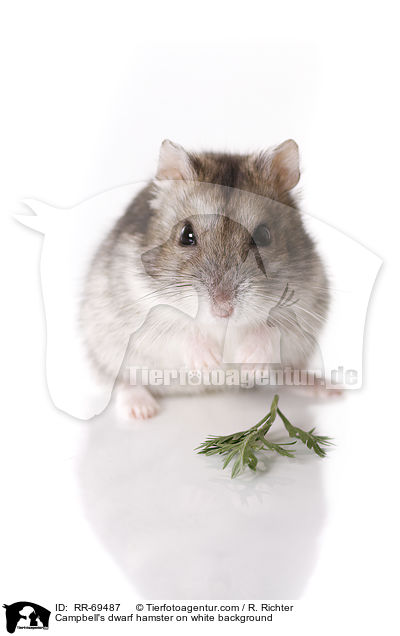 Campbell Zwerghamster  auf weiem Hintergrund / Campbell's dwarf hamster on white background / RR-69487