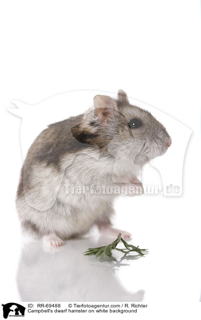 Campbell Zwerghamster  auf weiem Hintergrund / Campbell's dwarf hamster on white background / RR-69488