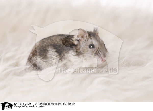 Campbell Zwerghamster / Campbell's dwarf hamster / RR-69489