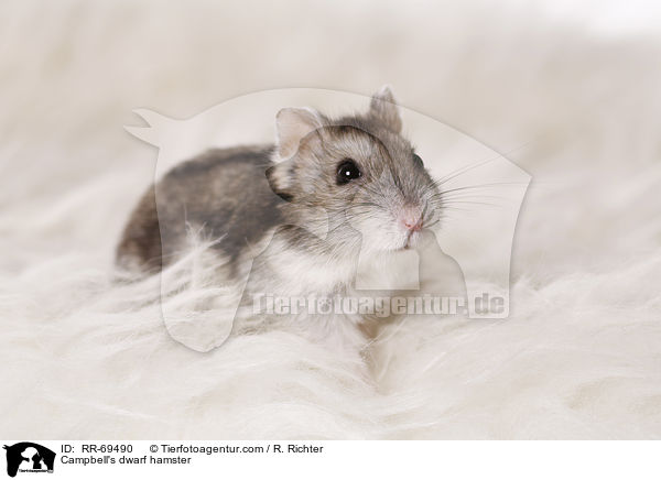 Campbell's dwarf hamster / RR-69490