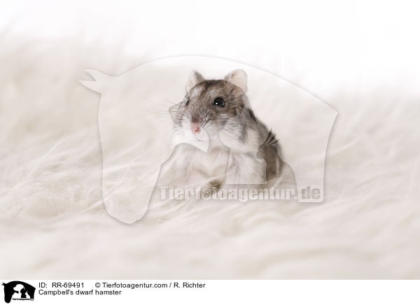Campbell Zwerghamster / Campbell's dwarf hamster / RR-69491