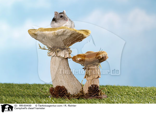 Campbell Zwerghamster / Campbell's dwarf hamster / RR-69499