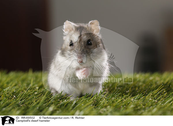 Campbell Zwerghamster / Campbell's dwarf hamster / RR-69502