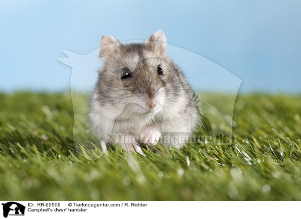 Campbell Zwerghamster / Campbell's dwarf hamster / RR-69506
