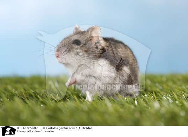 Campbell Zwerghamster / Campbell's dwarf hamster / RR-69507