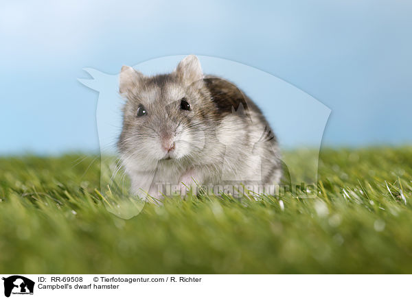 Campbell Zwerghamster / Campbell's dwarf hamster / RR-69508