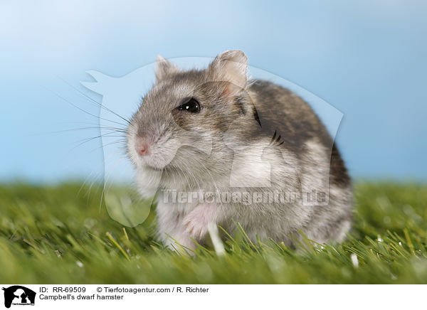 Campbell Zwerghamster / Campbell's dwarf hamster / RR-69509