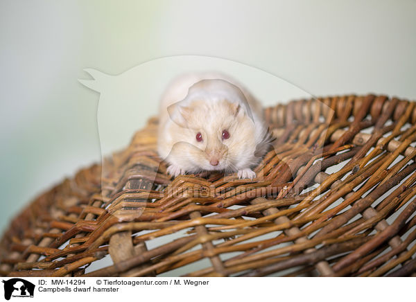 Campbell Zwerghamster / Campbells dwarf hamster / MW-14294