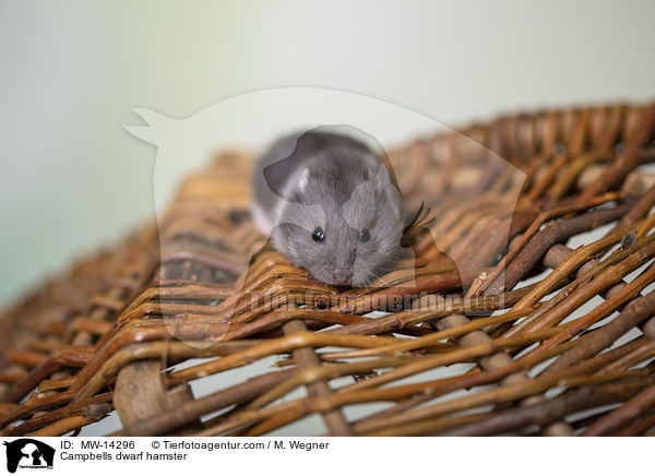 Campbell Zwerghamster / Campbells dwarf hamster / MW-14296