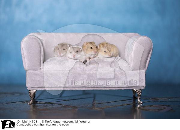 Campbells dwarf hamster on the couch / MW-14303