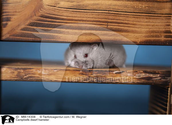 Campbells dwarf hamster / MW-14308