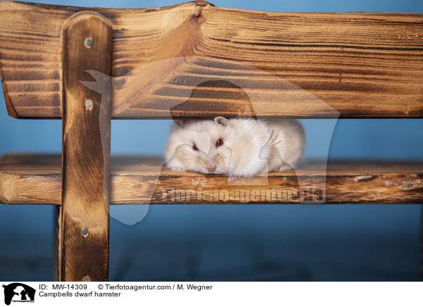 Campbells dwarf hamster / MW-14309