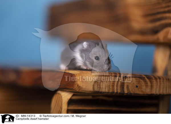 Campbell Zwerghamster / Campbells dwarf hamster / MW-14313