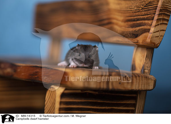 Campbell Zwerghamster / Campbells dwarf hamster / MW-14315