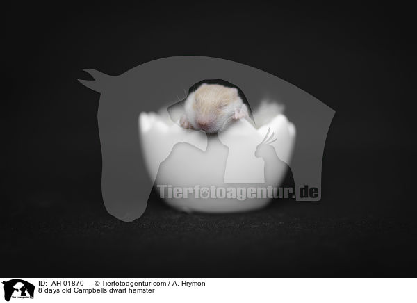 8 Tage alte Campbell Zwerghamster / 8 days old Campbells dwarf hamster / AH-01870