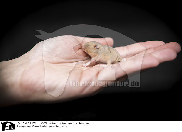 8 Tage alte Campbell Zwerghamster / 8 days old Campbells dwarf hamster / AH-01871