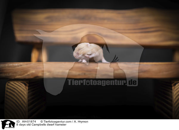 8 Tage alte Campbell Zwerghamster / 8 days old Campbells dwarf hamster / AH-01874