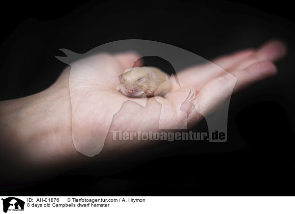 8 Tage alte Campbell Zwerghamster / 8 days old Campbells dwarf hamster / AH-01876