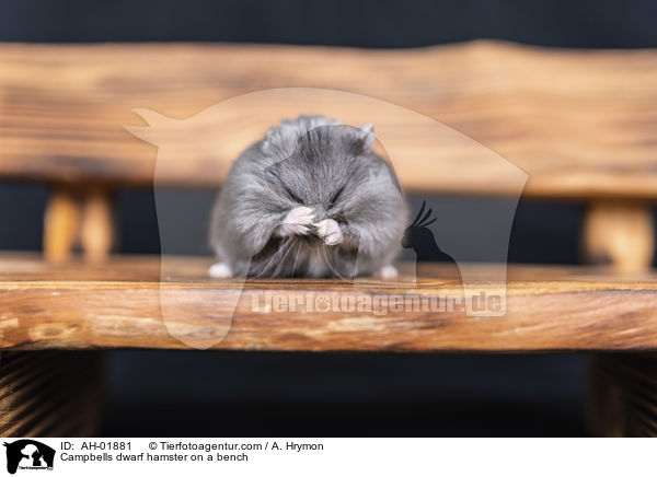 Campbell Zwerghamster auf einer Bank / Campbells dwarf hamster on a bench / AH-01881