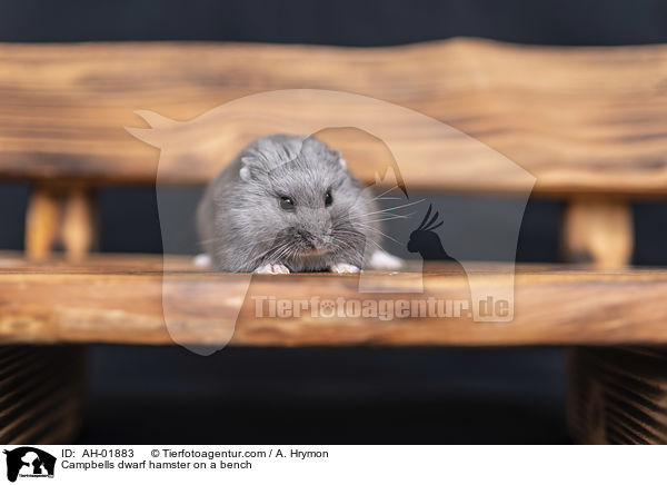Campbell Zwerghamster auf einer Bank / Campbells dwarf hamster on a bench / AH-01883