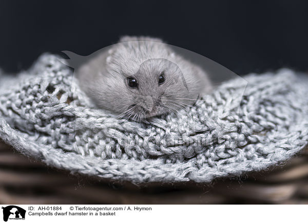 Campbell Zwerghamster in einem Krbchen / Campbells dwarf hamster in a basket / AH-01884