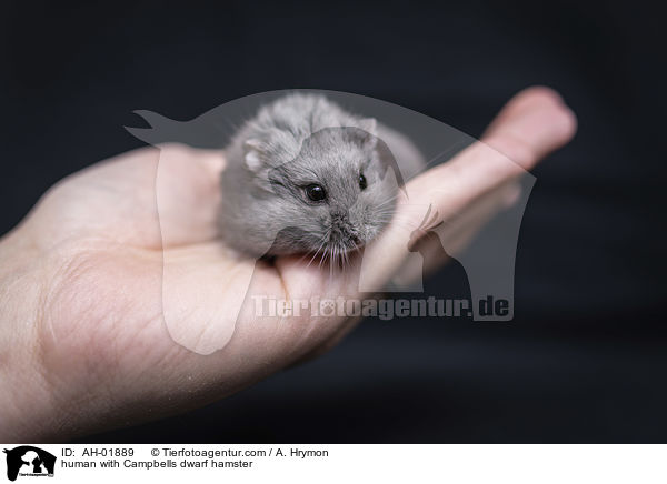 Mensch mit Campbell Zwerghamster / human with Campbells dwarf hamster / AH-01889