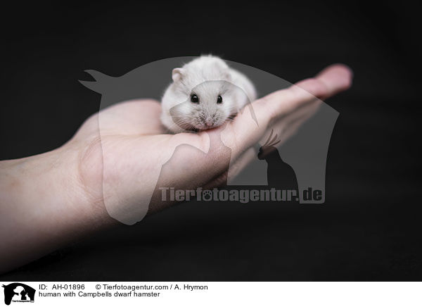 Mensch mit Campbell Zwerghamster / human with Campbells dwarf hamster / AH-01896