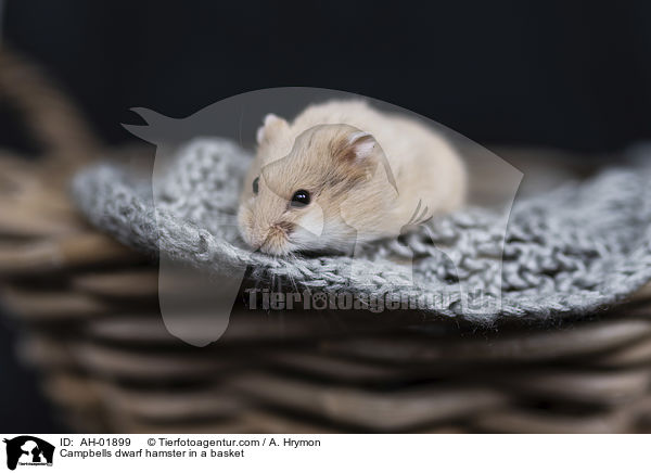 Campbell Zwerghamster in einem Krbchen / Campbells dwarf hamster in a basket / AH-01899